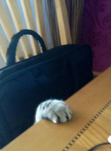 tremblez-humains-les-chats-sont-des-demons-qui-veulent-dominer-le-monde17