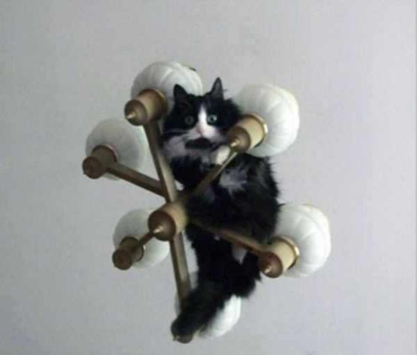 tremblez-humains-les-chats-sont-des-demons-qui-veulent-dominer-le-monde19