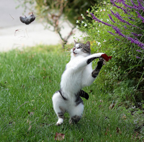 tremblez-humains-les-chats-sont-des-demons-qui-veulent-dominer-le-monde23