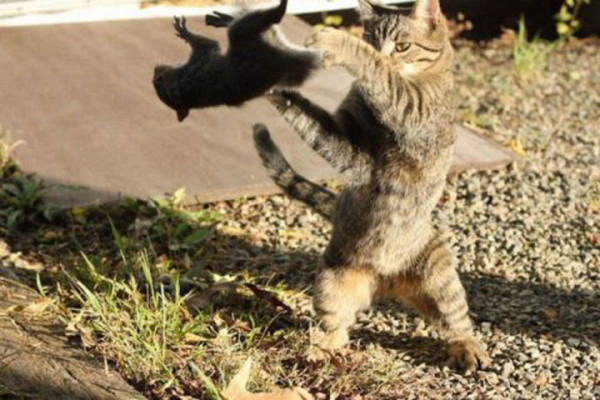tremblez-humains-les-chats-sont-des-demons-qui-veulent-dominer-le-monde24