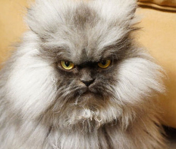 tremblez-humains-les-chats-sont-des-demons-qui-veulent-dominer-le-monde26