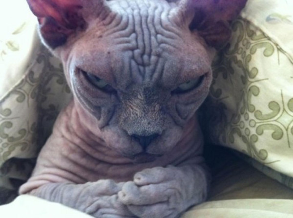tremblez-humains-les-chats-sont-des-demons-qui-veulent-dominer-le-monde27