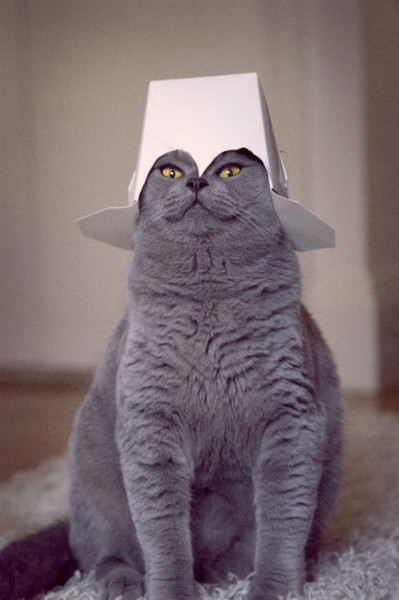 tremblez-humains-les-chats-sont-des-demons-qui-veulent-dominer-le-monde29