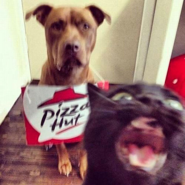 tremblez-humains-les-chats-sont-des-demons-qui-veulent-dominer-le-monde32