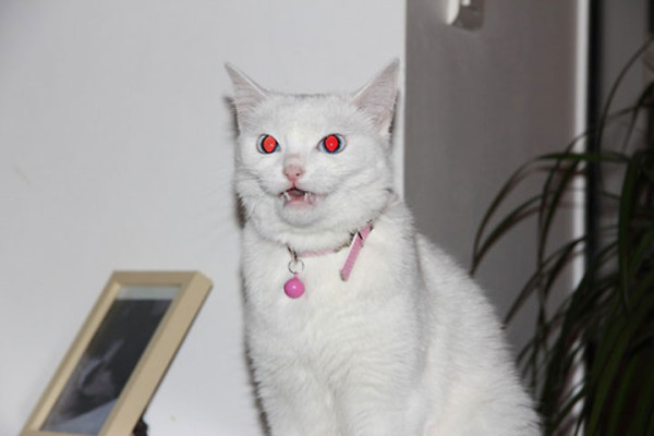 tremblez-humains-les-chats-sont-des-demons-qui-veulent-dominer-le-monde33