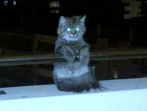 tremblez-humains-les-chats-sont-des-demons-qui-veulent-dominer-le-monde34