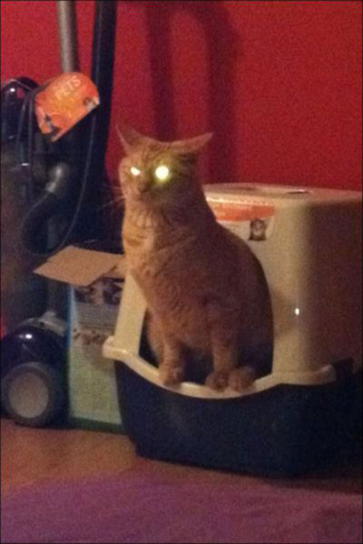tremblez-humains-les-chats-sont-des-demons-qui-veulent-dominer-le-monde35