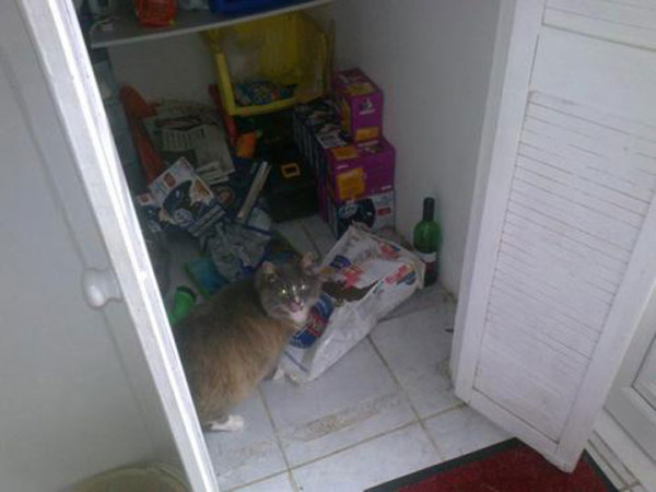 tremblez-humains-les-chats-sont-des-demons-qui-veulent-dominer-le-monde36