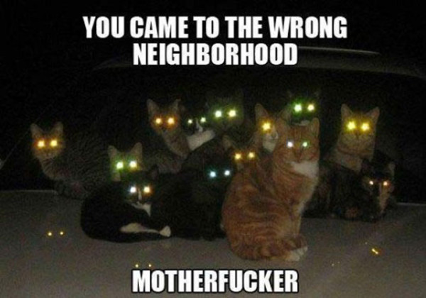 tremblez-humains-les-chats-sont-des-demons-qui-veulent-dominer-le-monde37