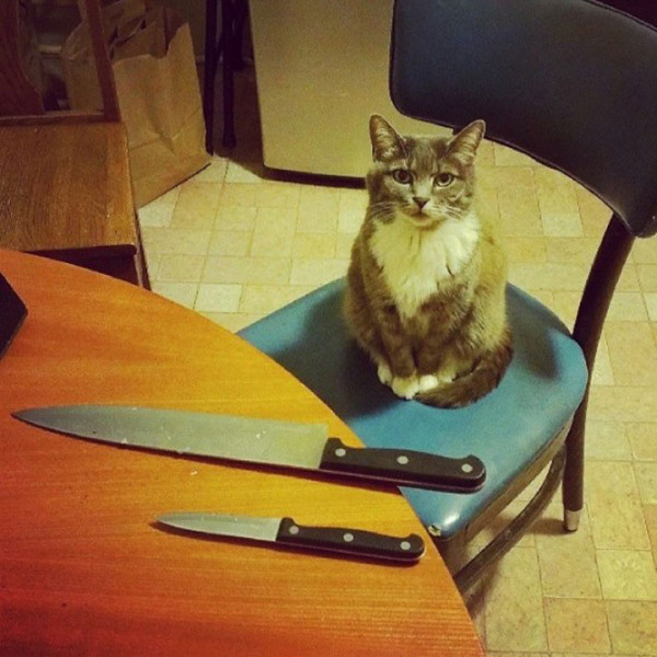 tremblez-humains-les-chats-sont-des-demons-qui-veulent-dominer-le-monde6