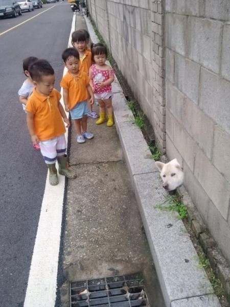 06-Dogs-Who-Are-Up-To-No-Good