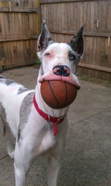 09-Dogs-Who-Are-Up-To-No-Good