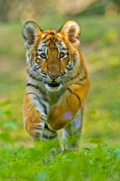 11-Tiger-First-image
