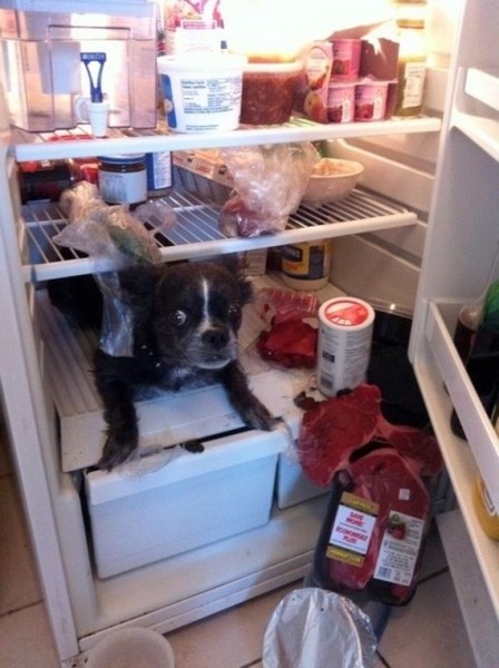 16-Dogs-Who-Are-Up-To-No-Good