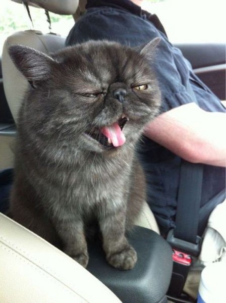79-funny-pictures-511