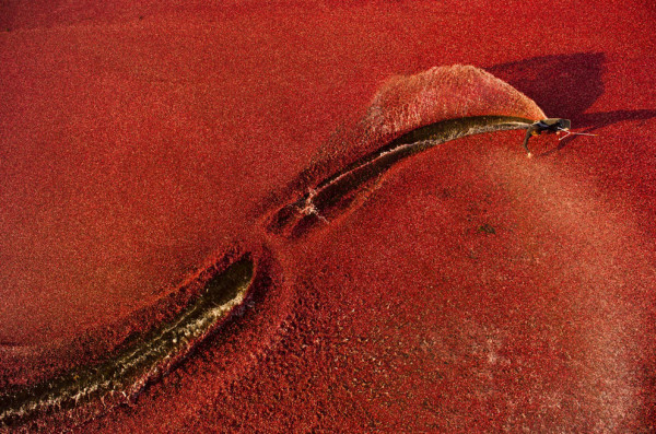 s_i15_75009196