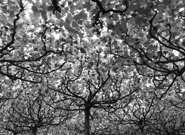 s_n05_11229482